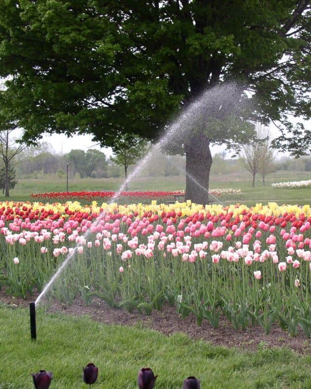 tulip-garden-sprinkler
